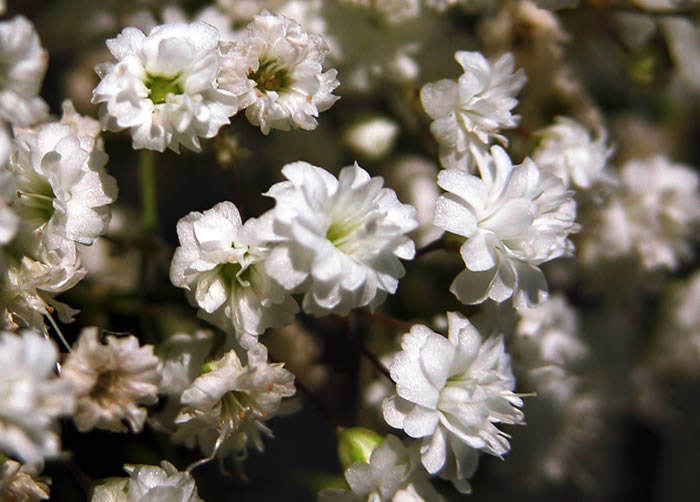 Gypsophila paniculata