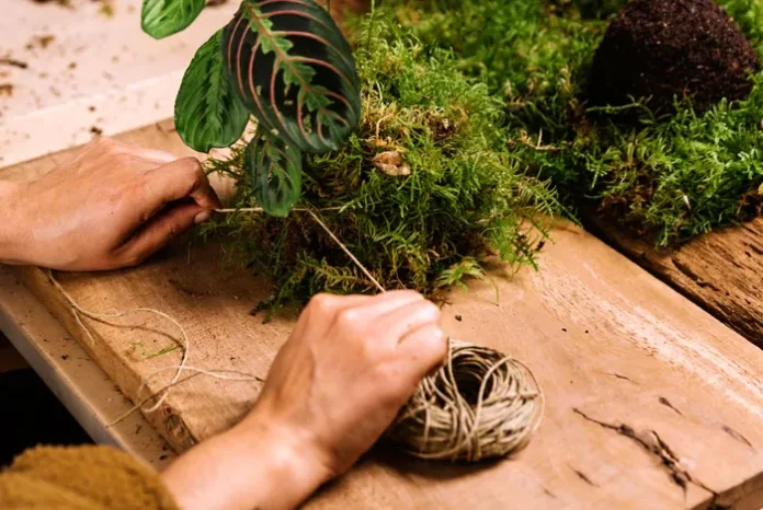 Haciendo plantas en kokedama