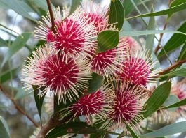 Hakea laurina
