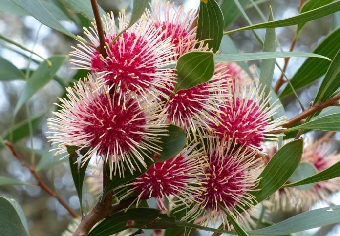 Hakea laurina