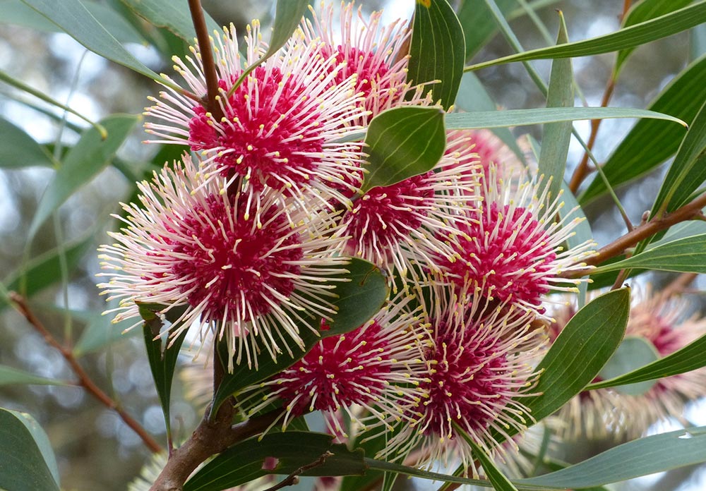 Hakea laurina