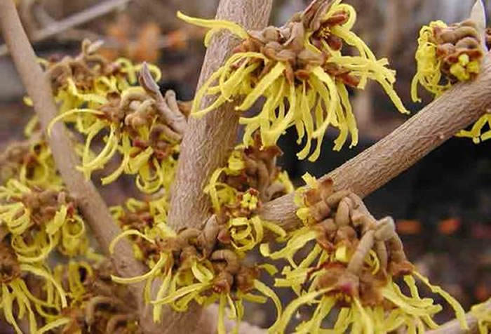 hamamelis virginiana