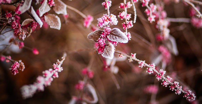 Consejos para proteger tu jardín de las heladas