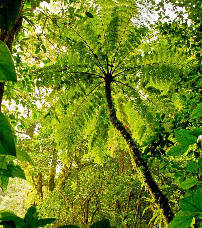 Helechos arborescentes en jardinería