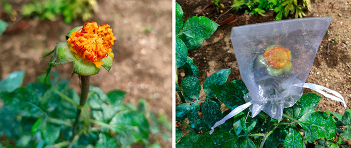 Hibridación de rosas