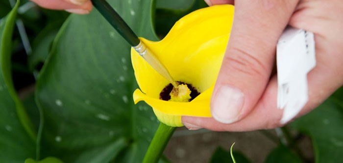 Cultivo de la cala de colores | Revista de Flores, Plantas, Jardinería,  Paisajismo y Medio ambiente