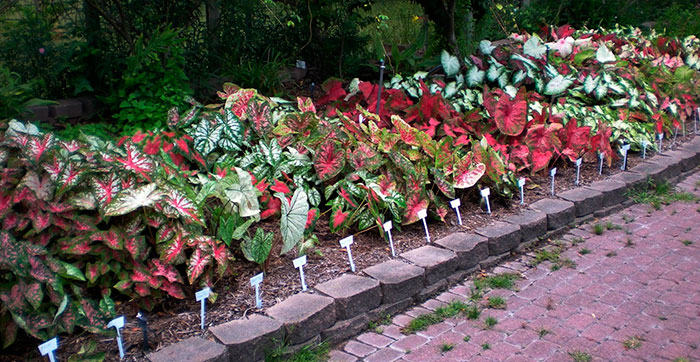 Híbridos de Caladium