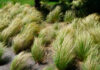 Hierbas ornamentales en jardinería