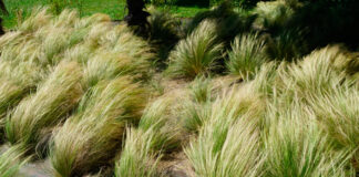 Hierbas ornamentales en jardinería