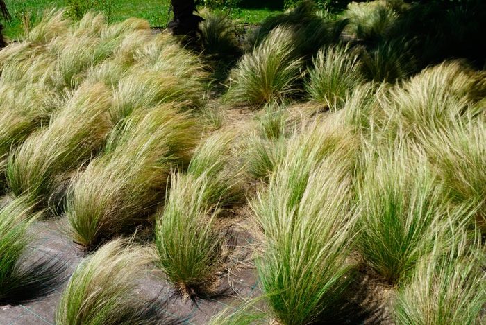 Hierbas ornamentales en jardinería