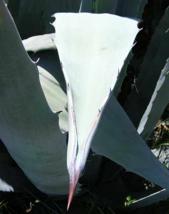 Hoja de Agave americana