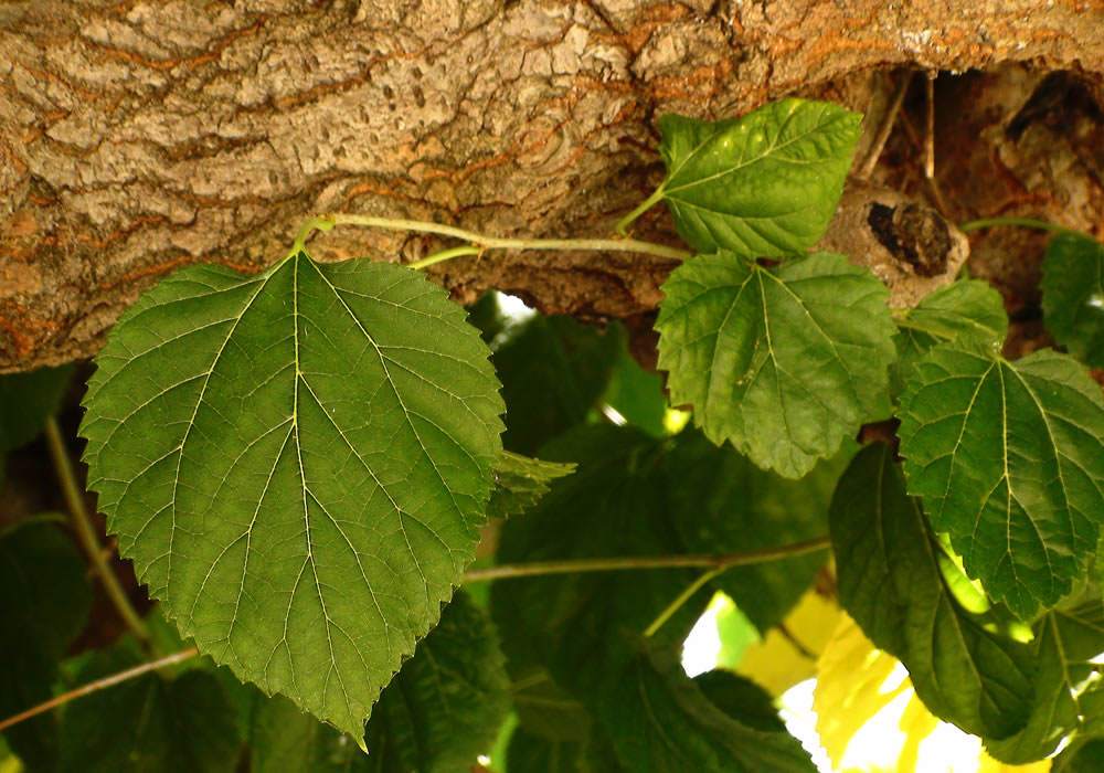 Funciones de las hojas de las plantas