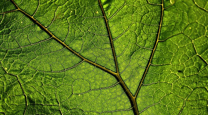Detalle de una hoja