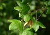 Acer monspessulanum