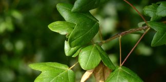 Acer monspessulanum