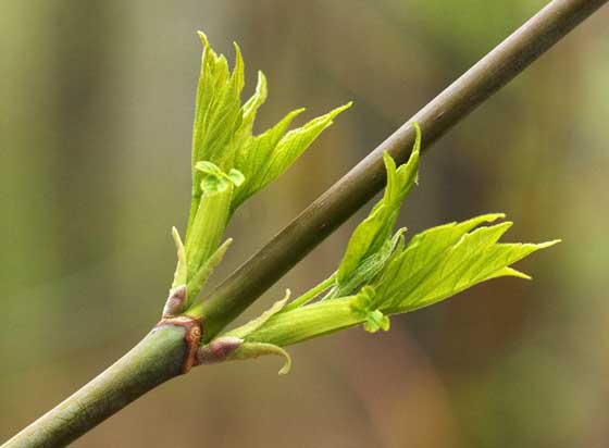 Acer negundo