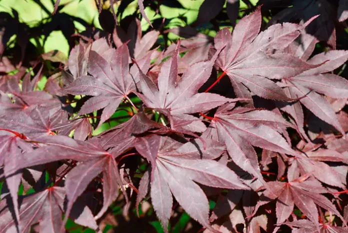 Hojas de Acer palmatum Atropurpureum