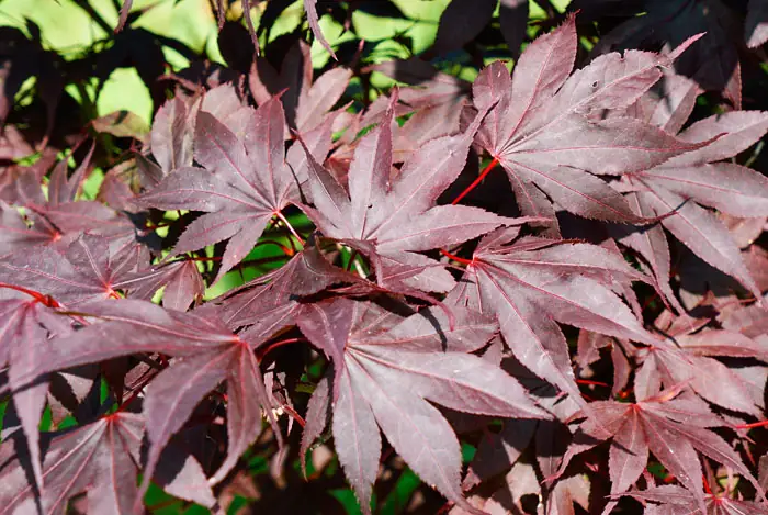 Acer palmatum Atropurpureum, el color en el jardín