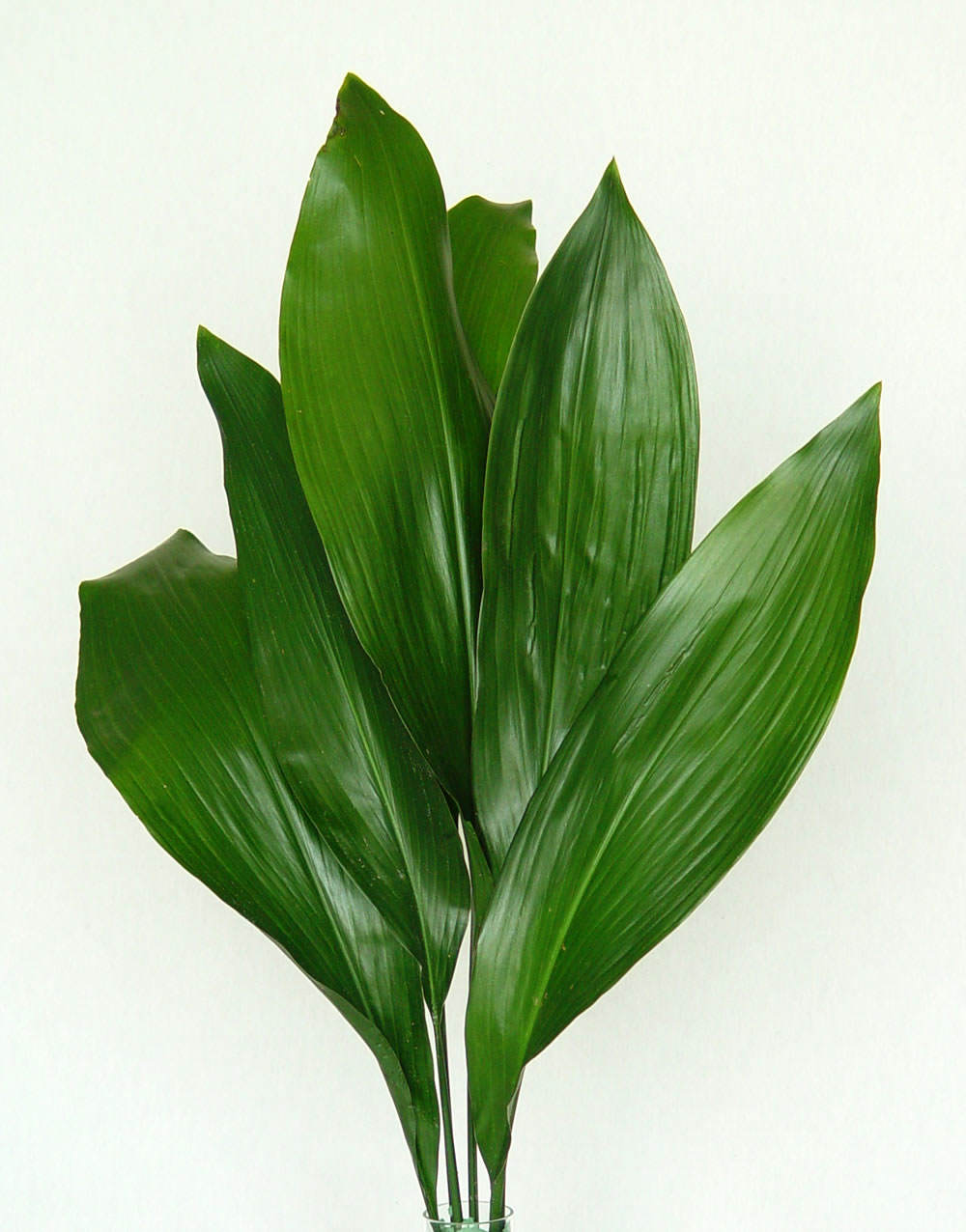 hojas de aspidistra