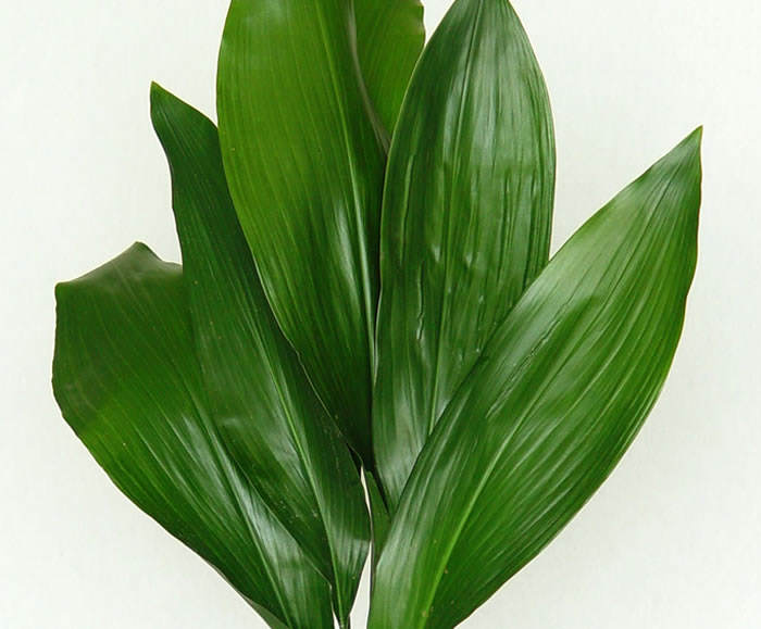 Hojas de aspidistra