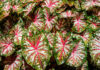 Hojas de Caladium