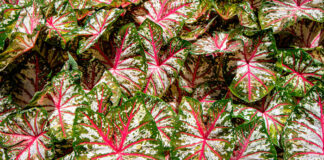 Hojas de Caladium