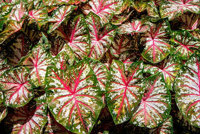 Hojas de Caladium