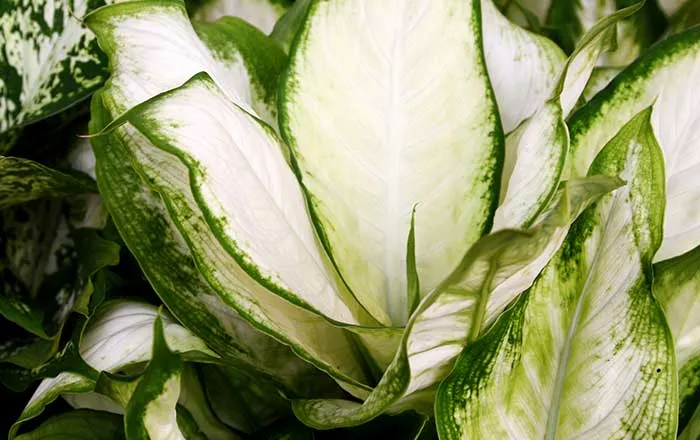 Hojas de Dieffenbachia camila