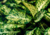 Hojas de Dieffenbachia compacta