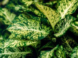 Hojas de Dieffenbachia compacta