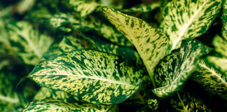 Hojas de Dieffenbachia compacta