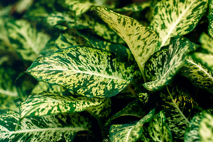 Dieffenbachia compacta