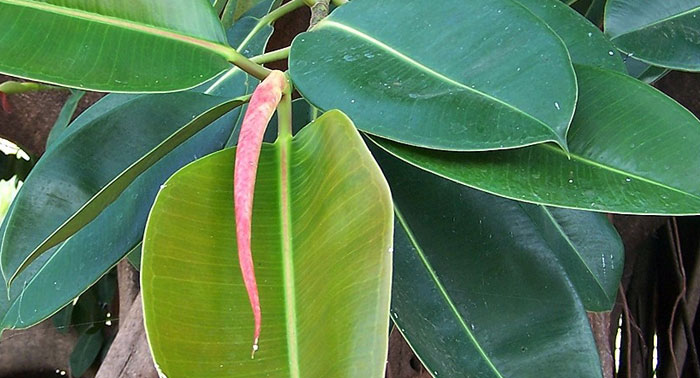 Hojas de ficus