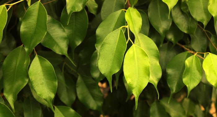 Hojas de ficus