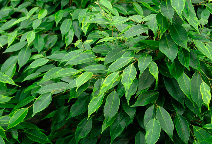 Hojas de ficus benjamina