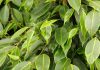 Hojas de Ficus benjamina