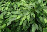 ficus benjamina