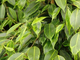 Hojas de Ficus benjamina