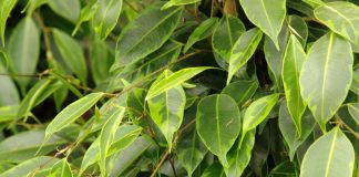Hojas de Ficus benjamina