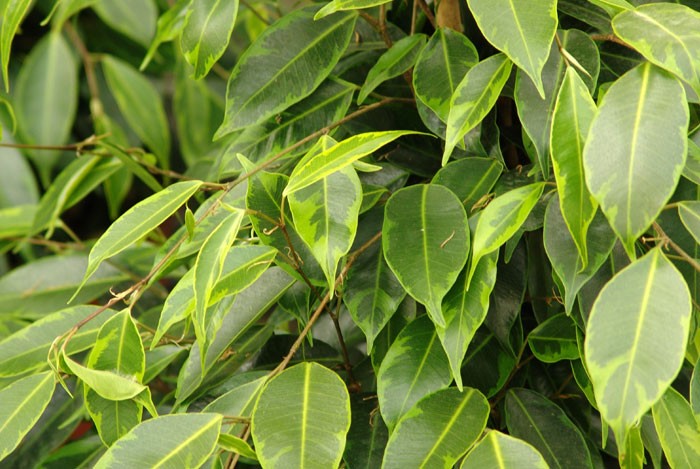 Hojas de Ficus benjamina