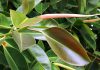 Hojas de Ficus elastica robusta