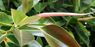 Hojas de Ficus elastica robusta