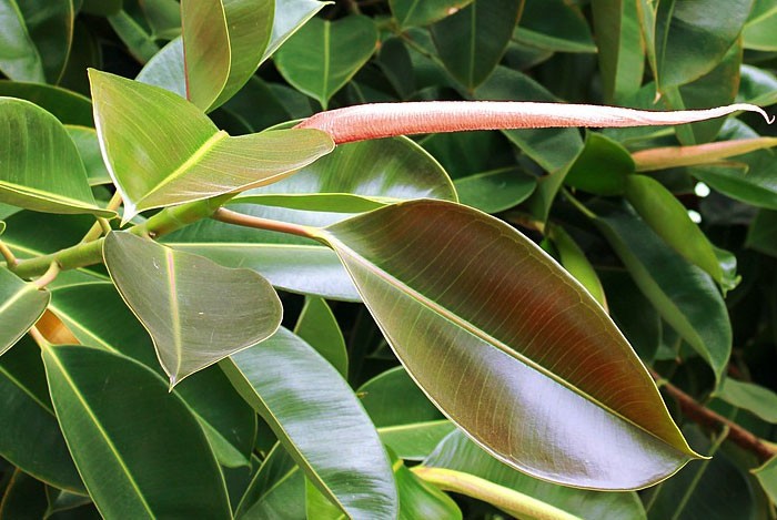 Hojas de Ficus elastica robusta