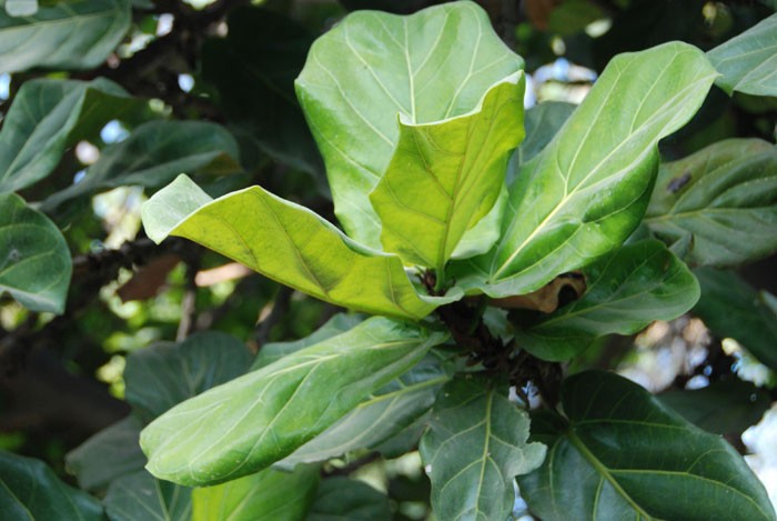 Ficus lyrata o Ficus pandurata