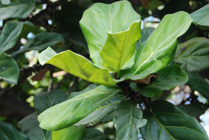 Hojas de Ficus lyrata