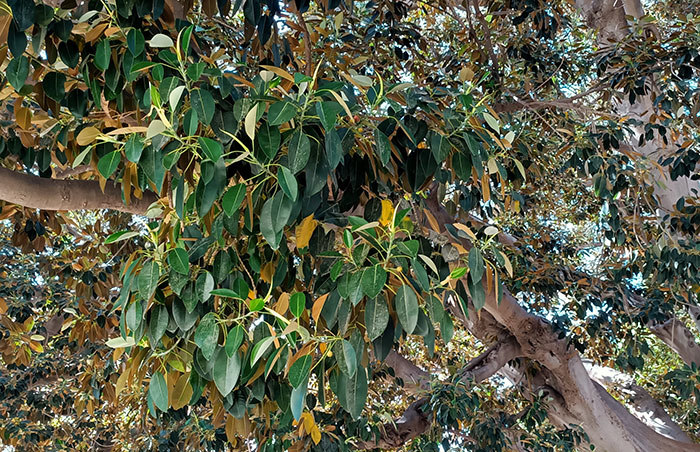 Hojas de Ficus macrophylla