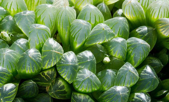 Hojas de Haworthia cooperi