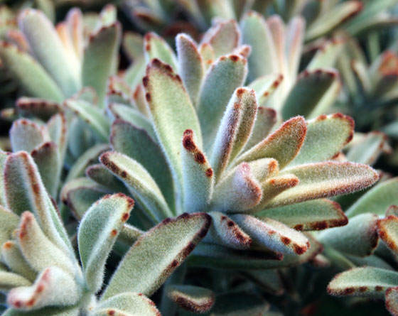 Kalanchoe tomentosa