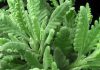 Hojas de Lavandula dentata