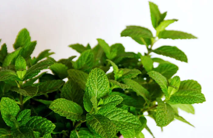 Hojas de menta hierbabuena Hojas de menta hierbabuena